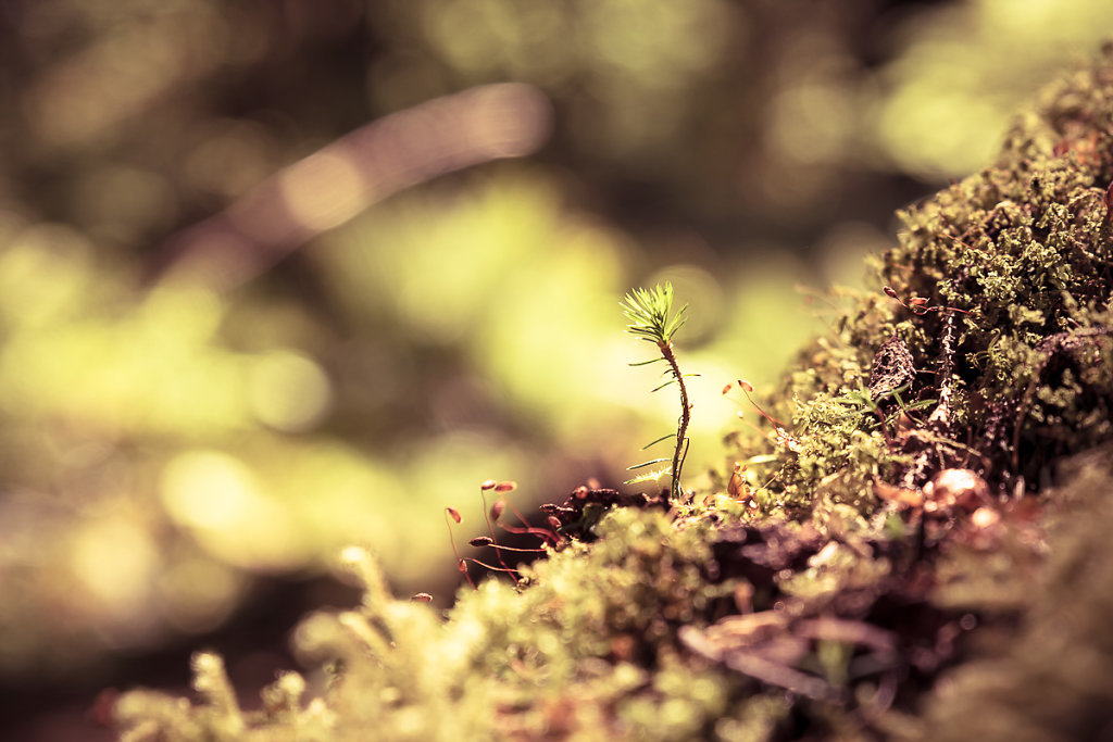 herbstkind-005.jpg