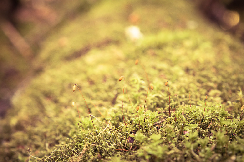herbstkind-006.jpg